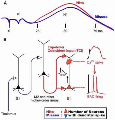 Dendritic Spikes in Sensory Perception